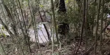 Corpo em decomposição é encontrado às margens de córrego