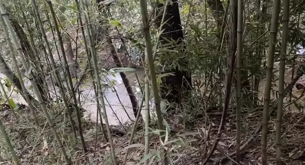 Corpo em decomposição é encontrado às margens de córrego