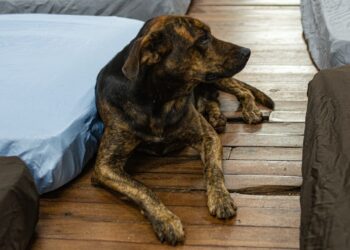 Campanha Cobertor Pet arrecada itens para animais Campanha Cobertor Pet arrecada itens para animais