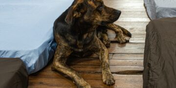 Campanha Cobertor Pet arrecada itens para animais
