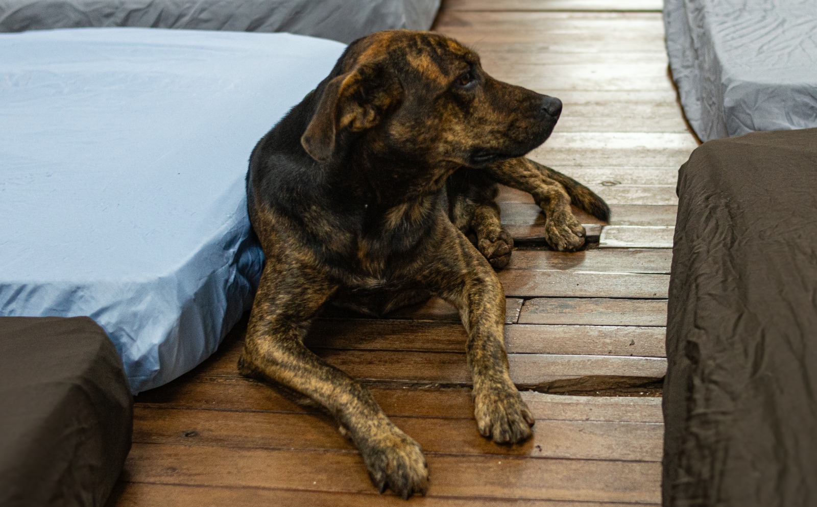 Campanha Cobertor Pet arrecada itens para animais