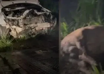Carro fica destruído após bater em anta na BR-262 Carro fica destruído após bater em anta na BR-262