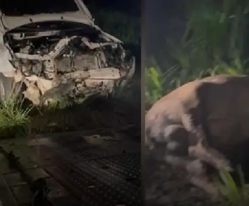 Carro fica destruído após bater em anta na BR-262