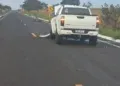 Anta cruza rodovia e provoca acidente com caminhonete na MS-316 Anta cruza rodovia e provoca acidente com caminhonete na MS-316
