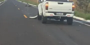 Anta cruza rodovia e provoca acidente com caminhonete na MS-316