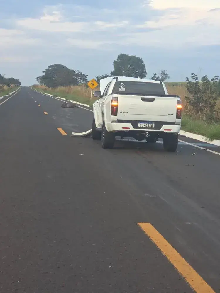 Anta cruza rodovia e provoca acidente com caminhonete na MS-316