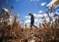 Super El Niño pode impactar safra, elevar preços e pressionar economia em MS