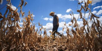 Super El Niño pode impactar safra, elevar preços e pressionar economia em MS