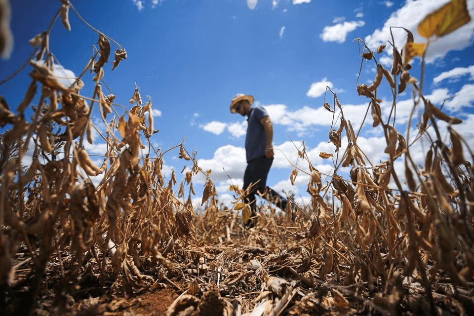 Super El Niño pode impactar safra, elevar preços e pressionar economia em MS