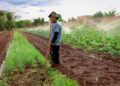 Novo programa liga agricultura familiar ao combate à fome Novo programa liga agricultura familiar ao combate à fome