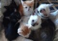Feira de adoção oferece nova chance para gatos resgatados Feira de adoção oferece nova chance para gatos resgatados