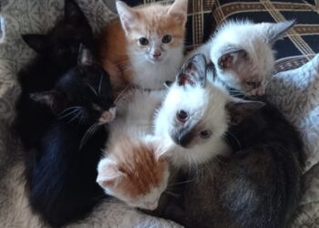 Feira de adoção oferece nova chance para gatos resgatados