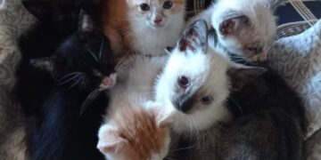 Feira de adoção oferece nova chance para gatos resgatados