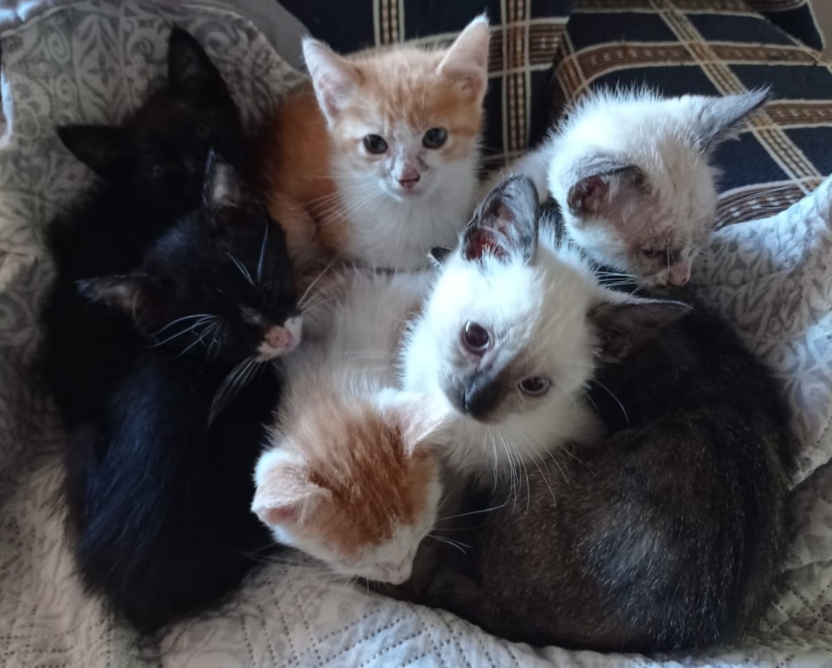 Feira de adoção oferece nova chance para gatos resgatados