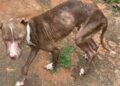 Cão é resgatado em situação de maus-tratos em imóvel ligado ao tráfico