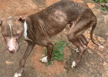 Cão é resgatado em situação de maus-tratos em imóvel ligado ao tráfico