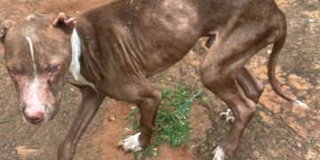 Cão é resgatado em situação de maus-tratos em imóvel ligado ao tráfico