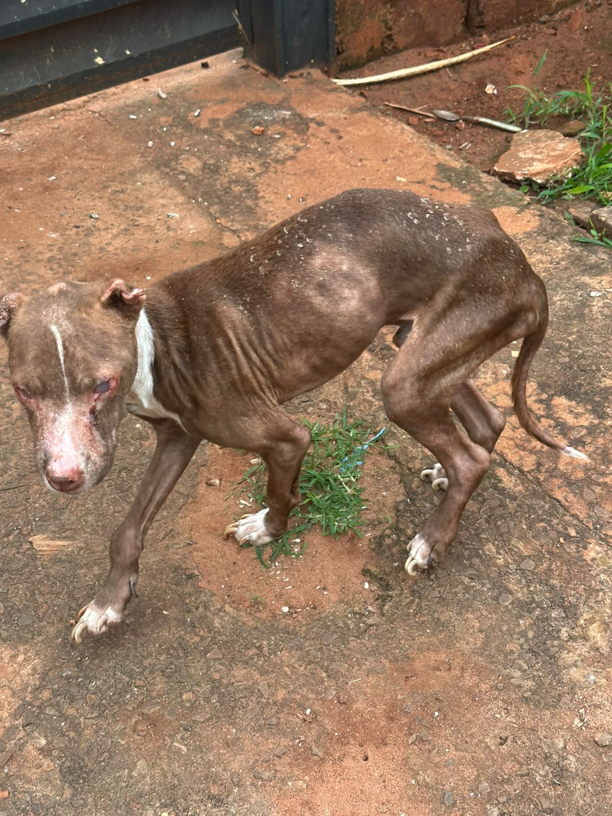 Cão é resgatado em situação de maus-tratos em imóvel ligado ao tráfico