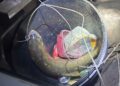 Pescador é autuado por capturar dourado e acaba levado à delegacia em MS Pescador é autuado por capturar dourado e acaba levado à delegacia em MS