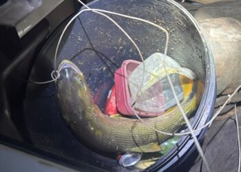 Pescador é autuado por capturar dourado e acaba levado à delegacia em MS Pescador é autuado por capturar dourado e acaba levado à delegacia em MS