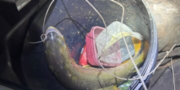 Pescador é autuado por capturar dourado e acaba levado à delegacia em MS