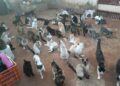 Mais de 500 animais dependem do projeto: protetora faz apelo urgente por ajuda em Campo Grande Mais de 500 animais dependem do projeto: protetora faz apelo urgente por ajuda em Campo Grande