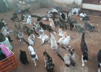 Mais de 500 animais dependem do projeto: protetora faz apelo urgente por ajuda em Campo Grande Mais de 500 animais dependem do projeto: protetora faz apelo urgente por ajuda em Campo Grande