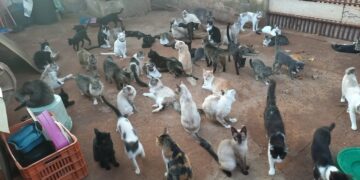 Mais de 500 animais dependem do projeto: protetora faz apelo urgente por ajuda em Campo Grande