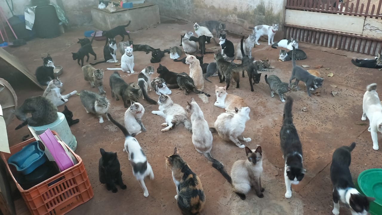 Mais de 500 animais dependem do projeto: protetora faz apelo urgente por ajuda em Campo Grande