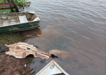 Operação no Pantanal desarticula grupo suspeito de crimes rurais e ambientais