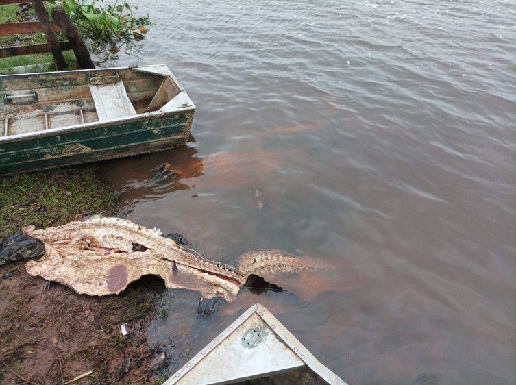 Operação no Pantanal desarticula grupo suspeito de crimes rurais e ambientais
