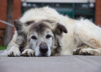 Velhice dos pets exige cuidado e preparo emocional Velhice dos pets exige cuidado e preparo emocional
