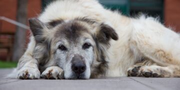 Velhice dos pets exige cuidado e preparo emocional