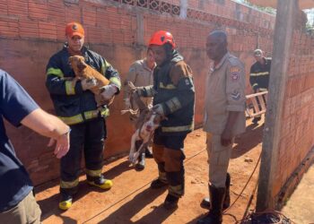 Ataque de cães termina com morte de cadela e mobiliza resgate Ataque de cães termina com morte de cadela e mobiliza resgate