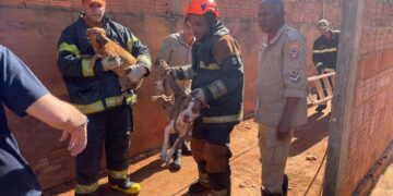 Ataque de cães termina com morte de cadela e mobiliza resgate