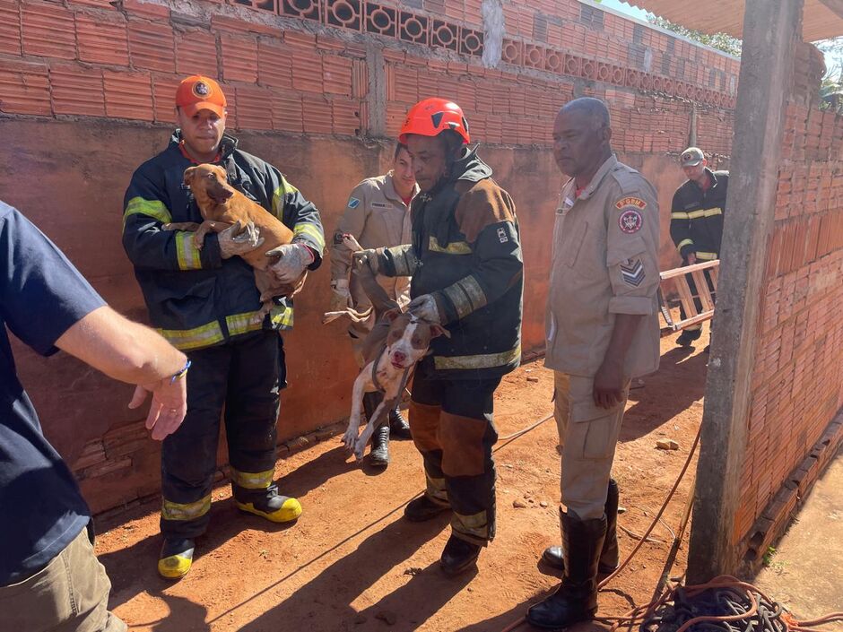 Ataque de cães termina com morte de cadela e mobiliza resgate