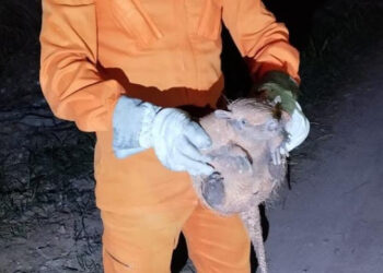 Tatu-galinha é resgatado por bombeiros após invadir residência Tatu-galinha é resgatado por bombeiros após invadir residência
