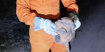 Tatu-galinha é resgatado por bombeiros após invadir residência