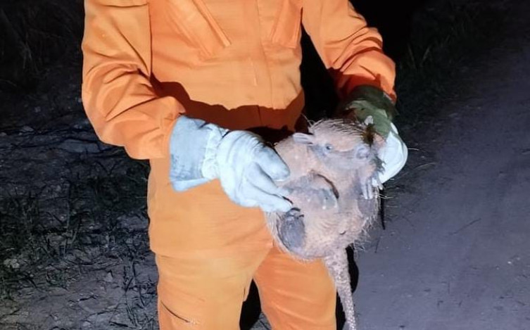 Tatu-galinha é resgatado por bombeiros após invadir residência