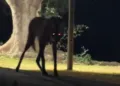 Saiu para pegar Wi-Fi e deu de cara com uma loba-guará no Pantanal Saiu para pegar Wi-Fi e deu de cara com uma loba-guará no Pantanal