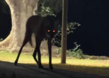 Saiu para pegar Wi-Fi e deu de cara com uma loba-guará no Pantanal Saiu para pegar Wi-Fi e deu de cara com uma loba-guará no Pantanal