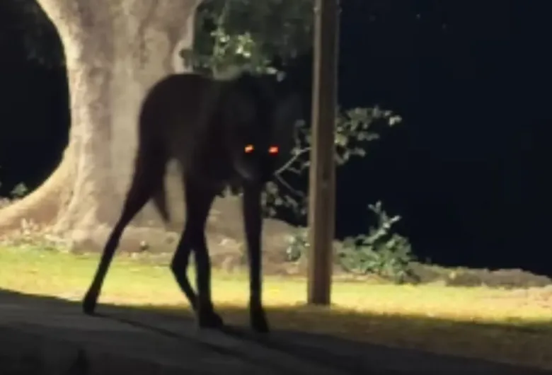 Saiu para pegar Wi-Fi e deu de cara com uma loba-guará no Pantanal