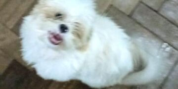 Cachorro desaparece no Centro de Campo Grande e família pede ajuda para encontrá-lo