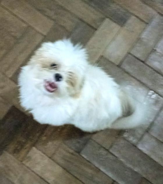 Cachorro desaparece no Centro de Campo Grande e família pede ajuda para encontrá-lo