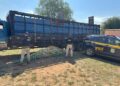 PRF apreende 195 quilos de cocaína escondidos em caminhão que transportava bovinos PRF apreende 195 quilos de cocaína escondidos em caminhão que transportava bovinos