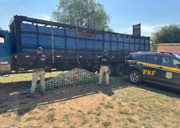 PRF apreende 195 quilos de cocaína escondidos em caminhão que transportava bovinos PRF apreende 195 quilos de cocaína escondidos em caminhão que transportava bovinos