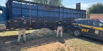 PRF apreende 195 quilos de cocaína escondidos em caminhão que transportava bovinos