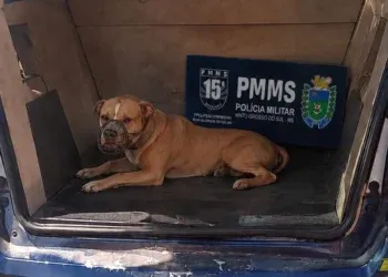 Pitbulls soltos atacam cães e mobilizam PM