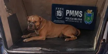 Pitbulls soltos atacam cães e mobilizam PM
