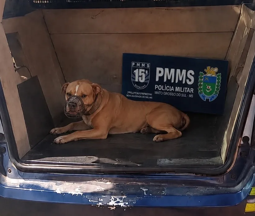 Pitbulls soltos atacam cães e mobilizam PM